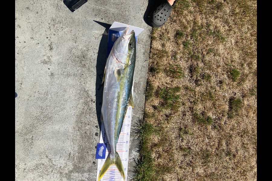 Shannon Scholes caught this 77.0cm Kingfish at Nelson/Marlborough during The Export NZ Fishing Competition