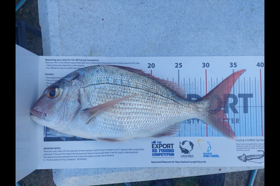 Tracey De Vries caught this 33.0cm Snapper at Nelson/Marlborough during The Export NZ Fishing Competition