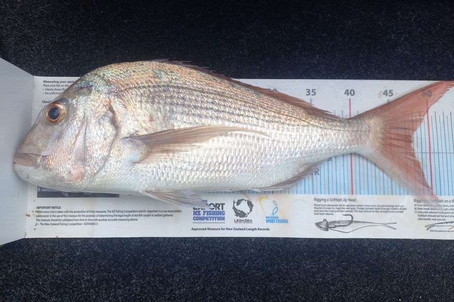 Andrew Tohu caught this 48cm Snapper at Northland during The Export NZ Fishing Competition