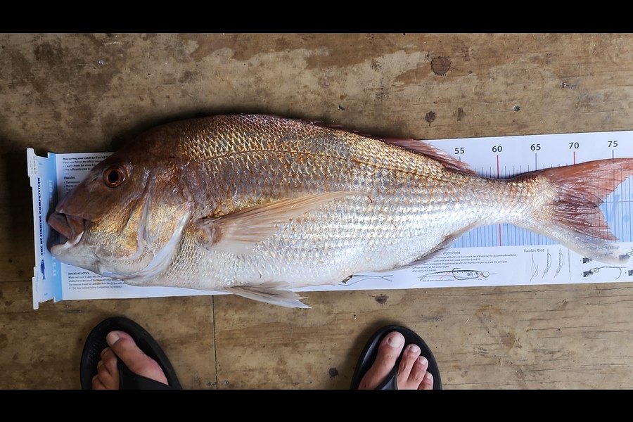 Myles Carson caught this 73.0cm Snapper at Wellington during The Export NZ Fishing Competition