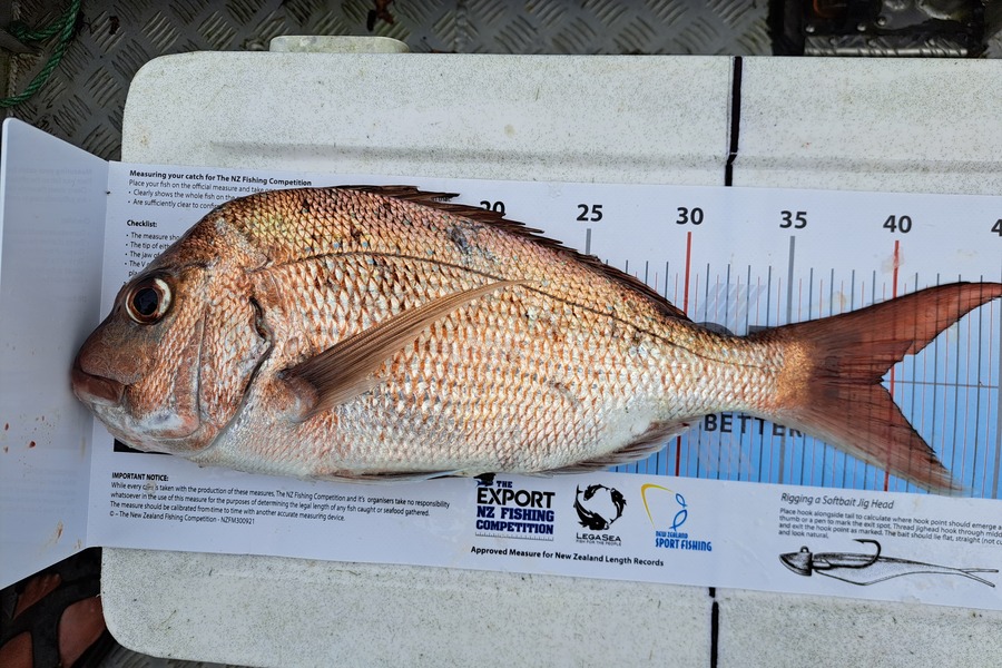 Glenn  Rangiuia caught this 39.5cm Snapper at Coromandel during The Export NZ Fishing Competition