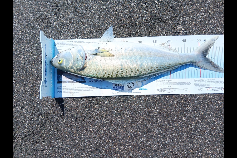 Richard Cash caught this 52.0cm Kahawai at Manawatu during The Export NZ Fishing Competition