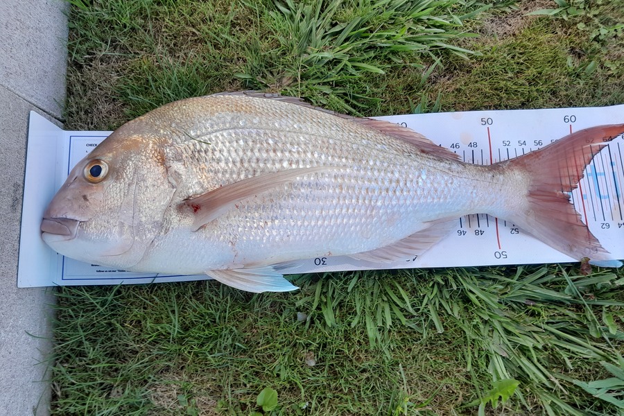 Shane  Reily  caught this 58.5cm Snapper at Coromandel during The Export NZ Fishing Competition
