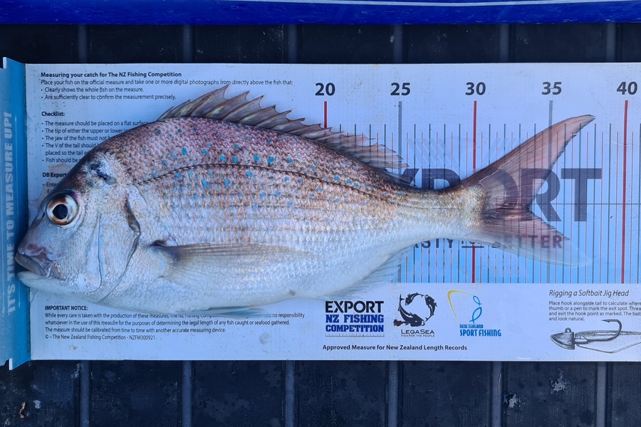 Scott Bassett caught this 33.5cm Snapper at Wellington during The Export NZ Fishing Competition