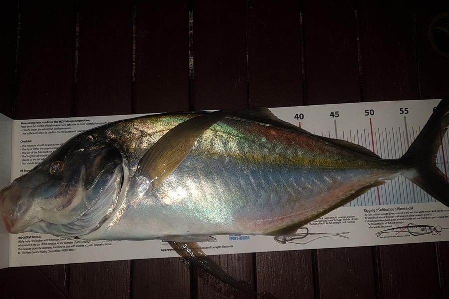 Paul  Alexander caught this 57cm Trevally at Northland during The Export NZ Fishing Competition