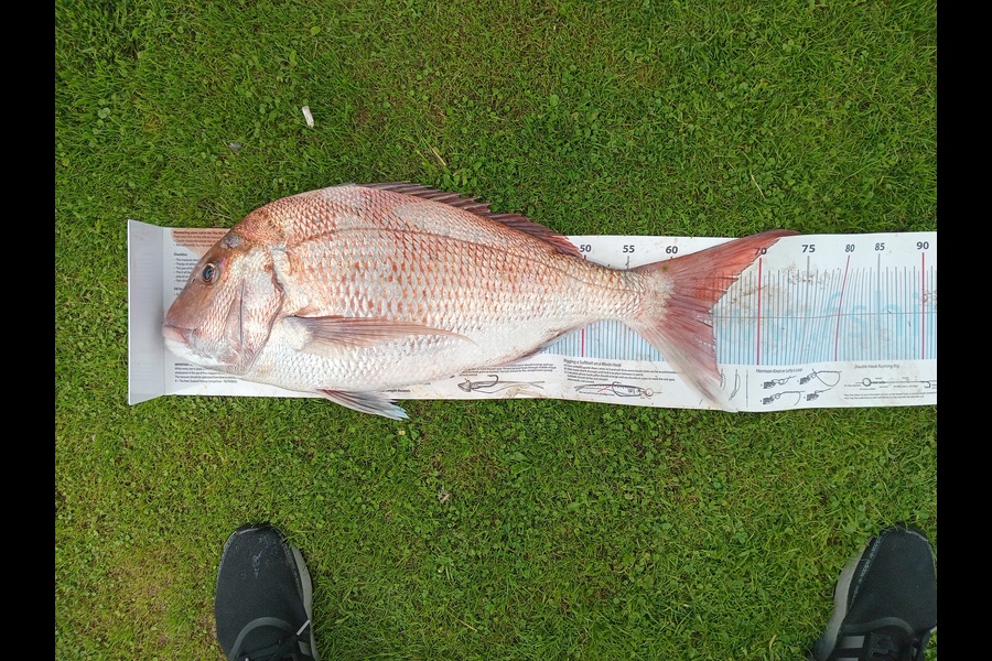 Christian-Ray  Simons  caught this 65.0cm Snapper at Taranaki during The Export NZ Fishing Competition