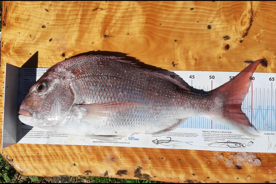 Daniel Simons caught this 57.0cm Snapper at Taranaki during The Export NZ Fishing Competition