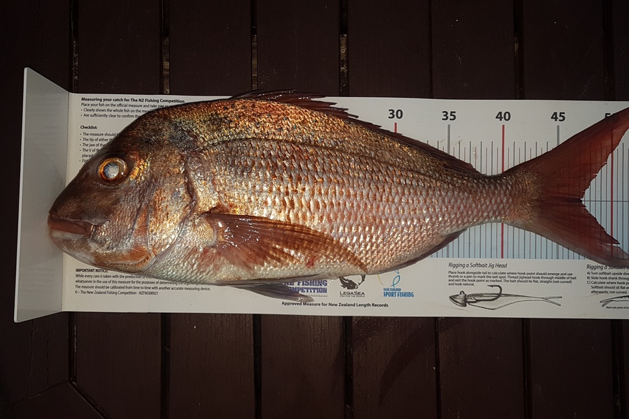 Paul  Alexander caught this 47.0cm Snapper at Northland during The Export NZ Fishing Competition