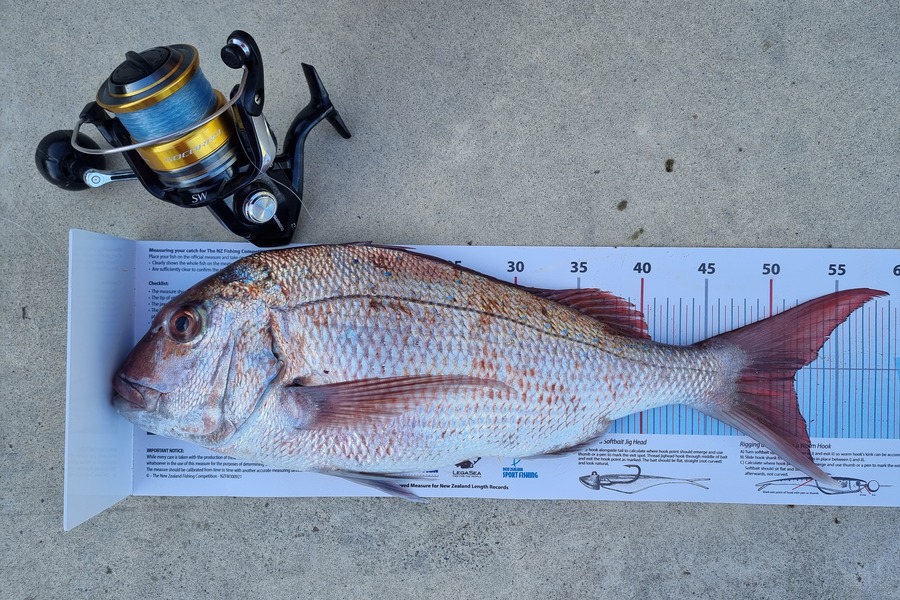 Alex Jackson caught this 51.5cm Snapper at Bay of Plenty during The Export NZ Fishing Competition