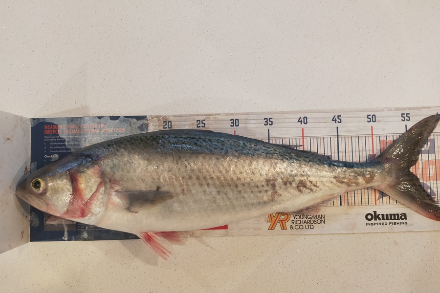 Laurence Knighton caught this 55.0cm Kahawai at Canterbury during The Export NZ Fishing Competition