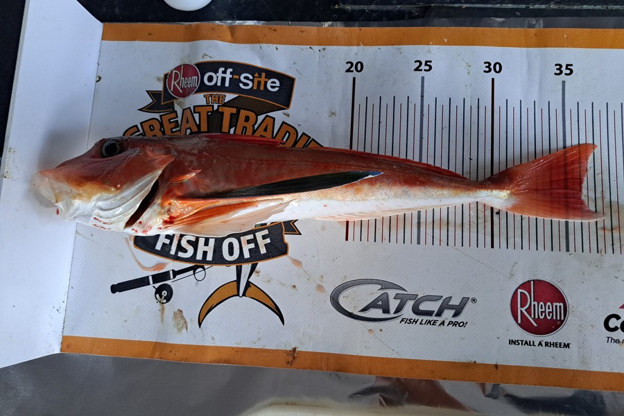 Harry Kovacs caught this 36.0cm Gurnard at Wellington during The Export NZ Fishing Competition
