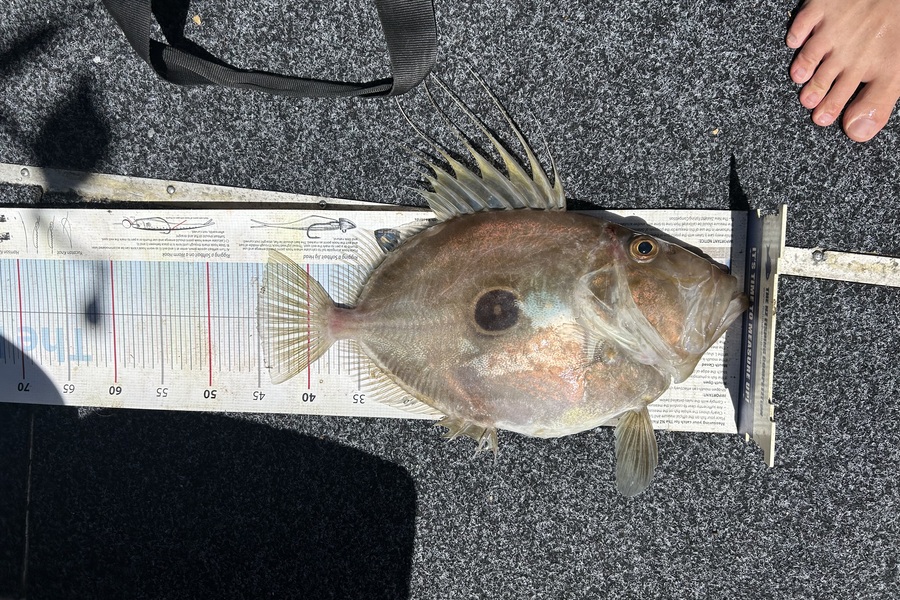 Brad Small caught this 45.0cm John Dory at Auckland during The Export NZ Fishing Competition