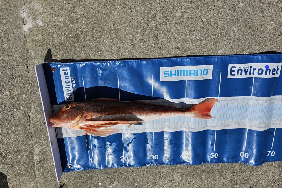 David  Douglas  caught this 47.5cm Gurnard at Wellington during The Export NZ Fishing Competition
