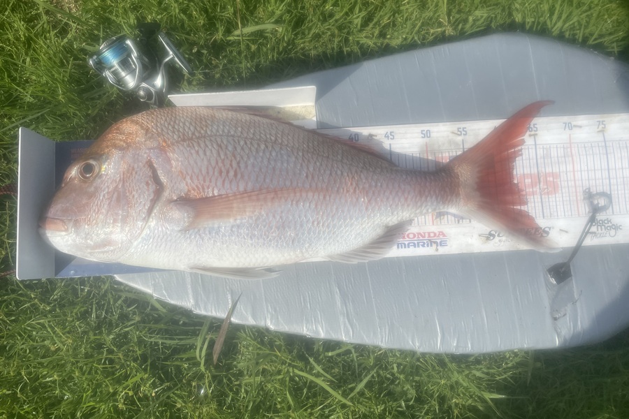 Graeme Duncan caught this 61.5cm Snapper at Bay of Plenty during The Export NZ Fishing Competition