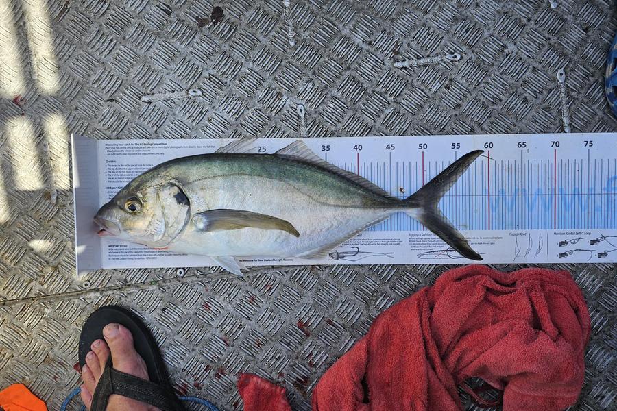 Shane Green caught this 52.0cm Trevally at Bay of Plenty during The Export NZ Fishing Competition