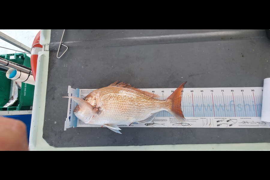 James Beban caught this 54.0cm Snapper at Nelson/Marlborough during The Export NZ Fishing Competition