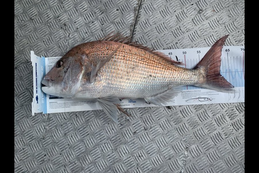 Matt Graham caught this 62.0cm Snapper at Hawkes Bay during The Export NZ Fishing Competition