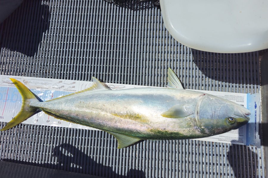 Stuart Webb caught this 92.0cm Kingfish at Coromandel during The Export NZ Fishing Competition