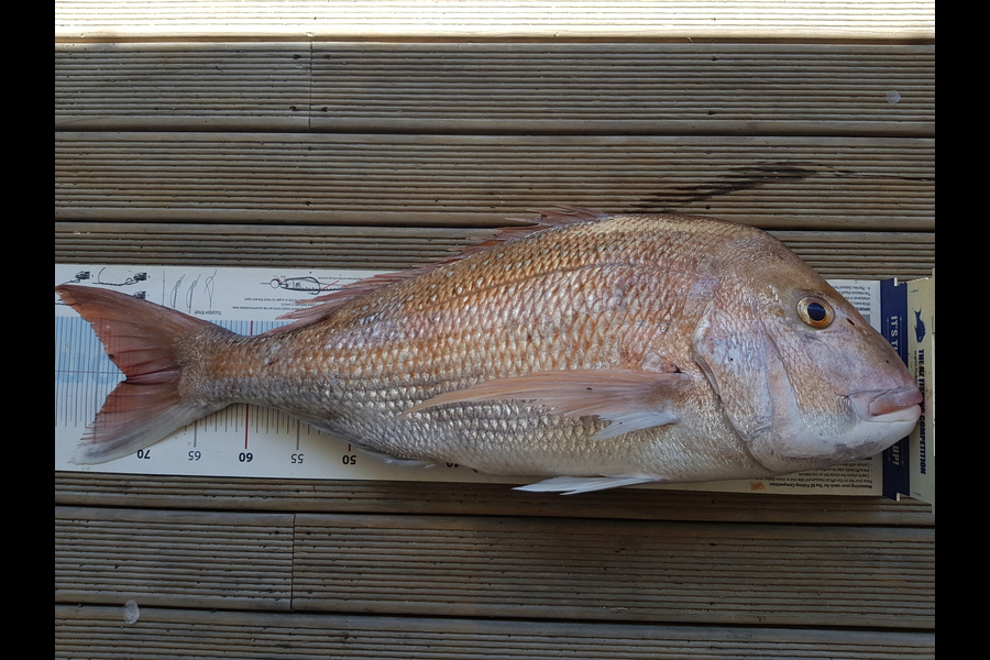Charles Gray caught this 72.0cm Snapper at Coromandel during The Export NZ Fishing Competition