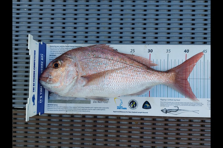 Janet Attwood caught this 40.0cm Snapper at Northland during The Export NZ Fishing Competition