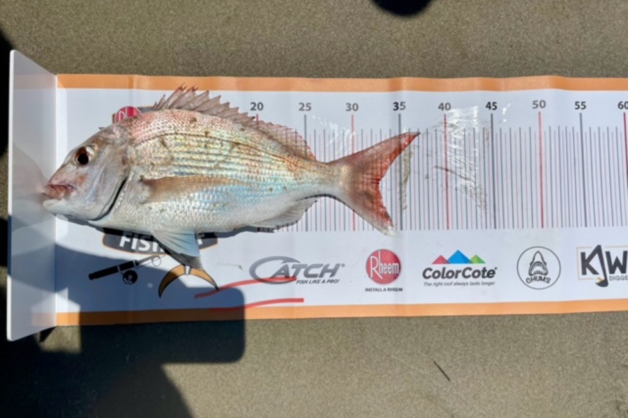 Max Chung caught this 32.5cm Snapper at Northland during The Export NZ Fishing Competition