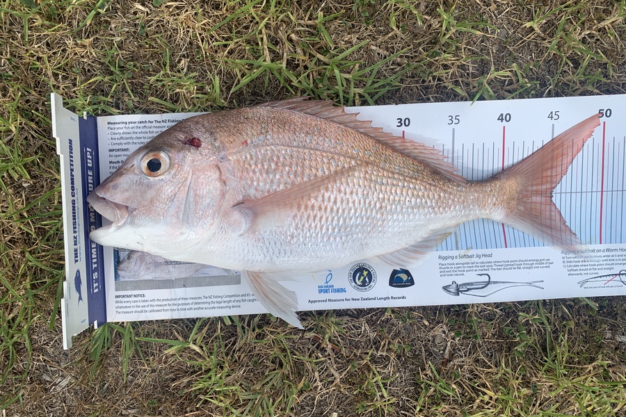 Stephen Attwood caught this 45.0cm Snapper at Northland during The Export NZ Fishing Competition
