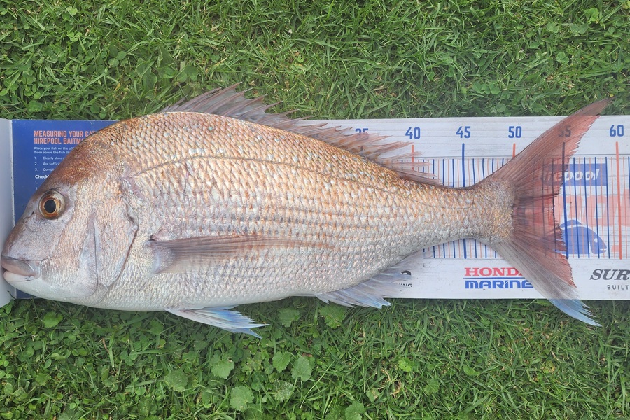 Holly Stuart caught this 54.0cm Snapper at Taranaki during The Export NZ Fishing Competition
