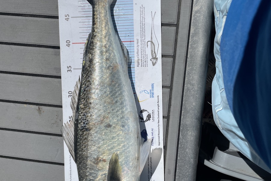 paul jackson caught this 52.0cm Kahawai at Wairarapa
 during The Export NZ Fishing Competition