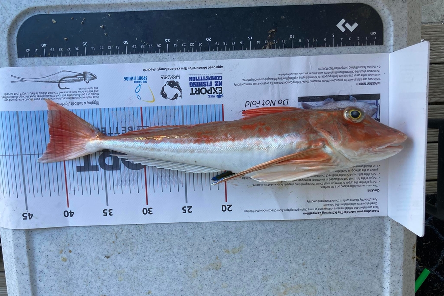 Tracey De Vries caught this 41.0cm Gurnard at Nelson/Marlborough during The Export NZ Fishing Competition