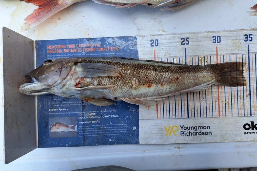 Harry Kovacs caught this 34.0cm Blue Cod at Wellington during The Export NZ Fishing Competition