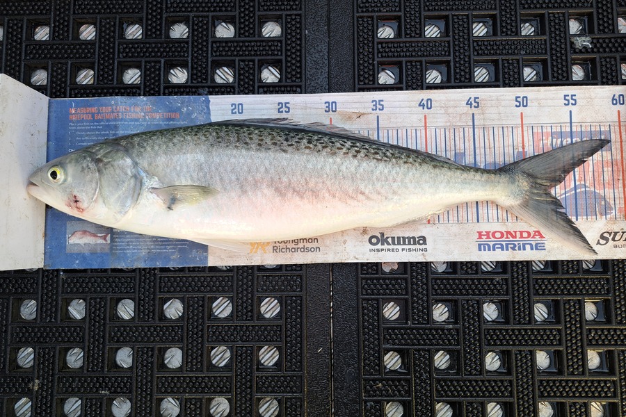 Harry Kovacs caught this 52.0cm Kahawai at Wellington during The Export NZ Fishing Competition