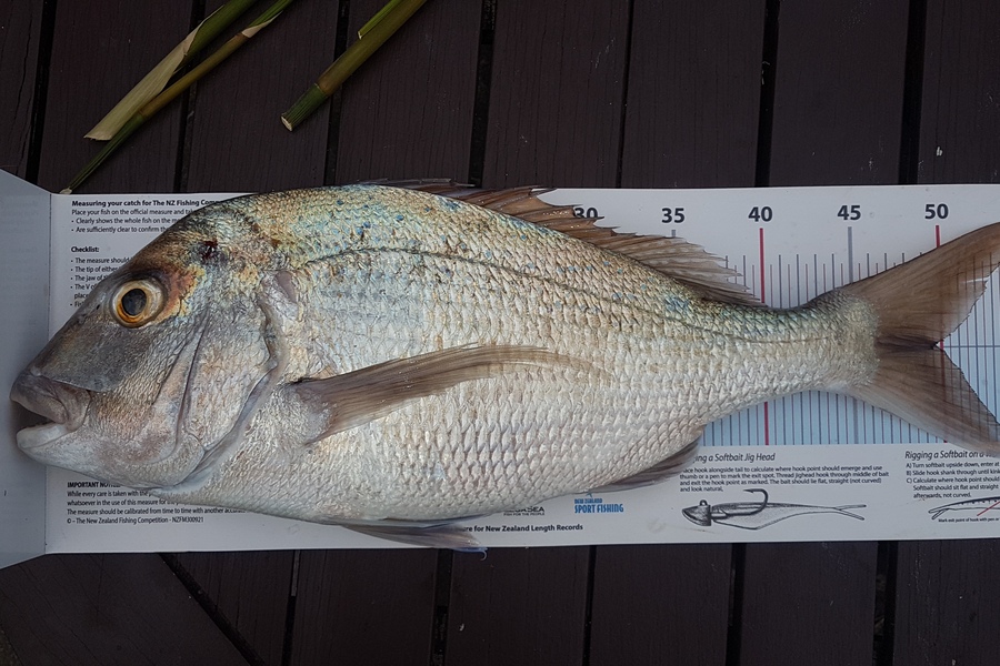 Paul  Alexander caught this 49.5cm Snapper at Northland during The Export NZ Fishing Competition