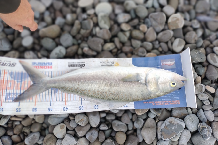 Estella  Carmichael  caught this 51.0cm Kahawai at Hawkes Bay during The Export NZ Fishing Competition