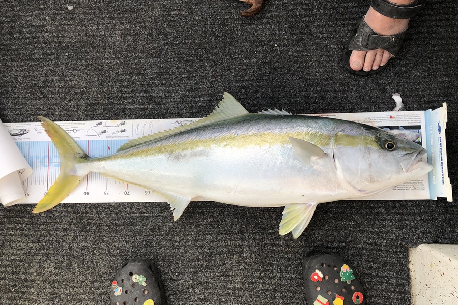 Kim Southerden caught this 87.0cm Kingfish at Hawkes Bay during The Export NZ Fishing Competition