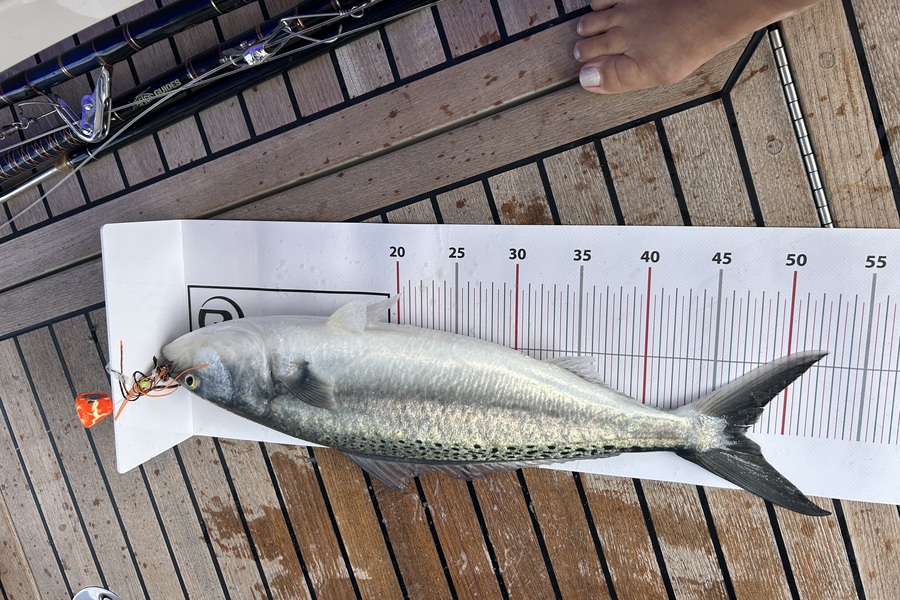 Paul Chappel caught this 47.5cm Kahawai at Northland during The Export NZ Fishing Competition