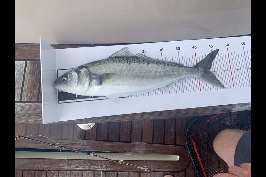 Hamish Sillars caught this 43.5cm Kahawai at Northland during The Export NZ Fishing Competition