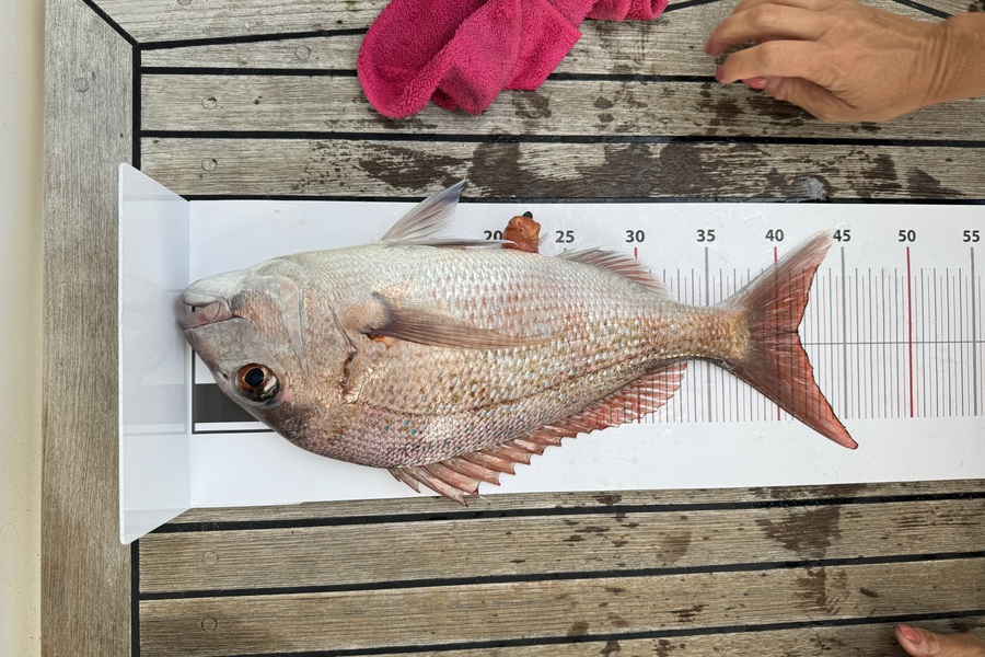 Karina Wallace caught this 41.5cm Snapper at Northland during The Export NZ Fishing Competition
