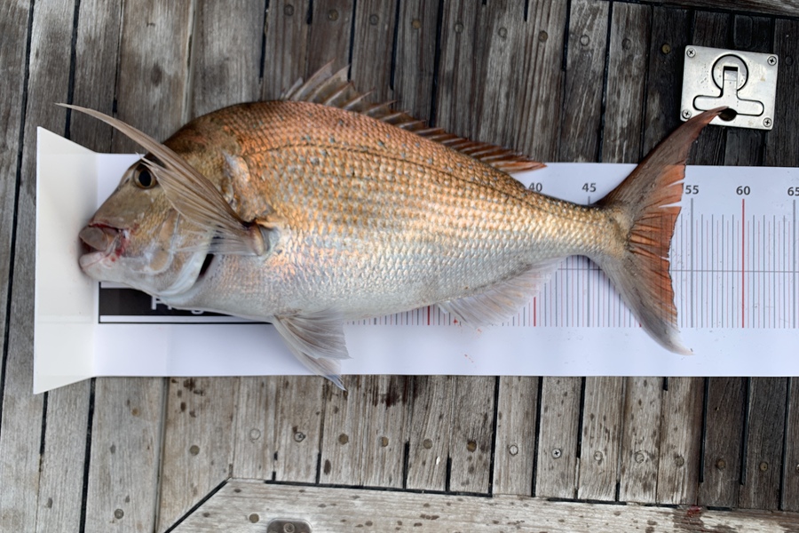 Brian Firman caught this 53.0cm Snapper at Northland during The Export NZ Fishing Competition