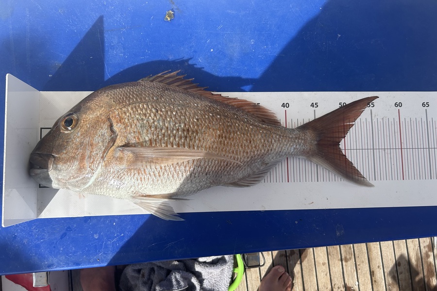 Bevan Louch caught this 49.0cm Snapper at Northland during The Export NZ Fishing Competition