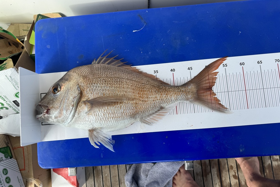 Todd Crabb caught this 50.5cm Snapper at Northland during The Export NZ Fishing Competition