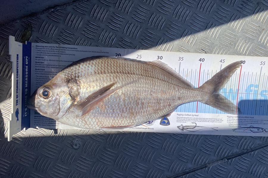 Scott Marriott caught this 45cm Tarakihi at Wellington during The Export NZ Fishing Competition