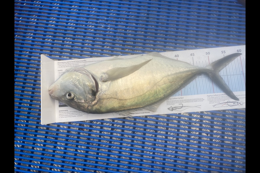 Cordelia Holt caught this 52.5cm Trevally at Nelson/Marlborough during The Export NZ Fishing Competition