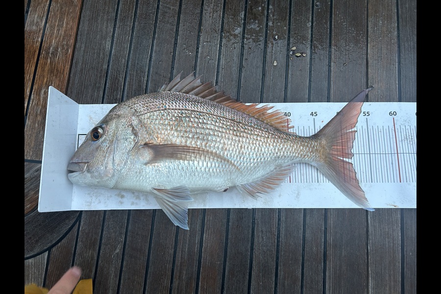 Scott Miller caught this 52.0cm Snapper at Northland during The Export NZ Fishing Competition