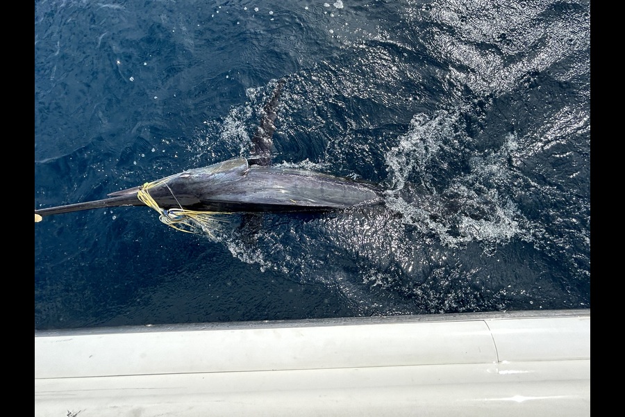 Nigel Ellis caught this 0.0cm Striped Marlin at Northland during The Export NZ Fishing Competition