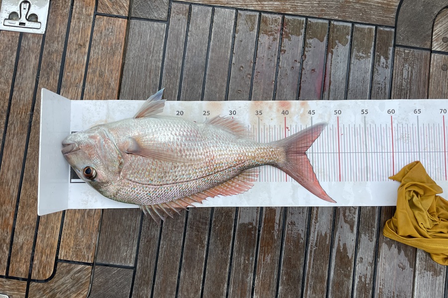 Andre Durent caught this 44.0cm Snapper at Northland during The Export NZ Fishing Competition