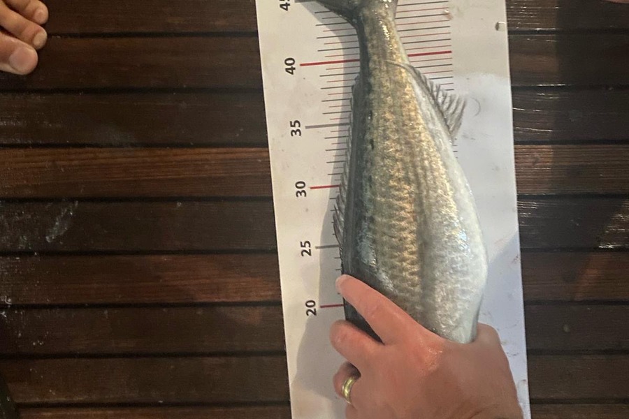 Luke Wilson caught this 47.5cm Kahawai at Northland during The Export NZ Fishing Competition