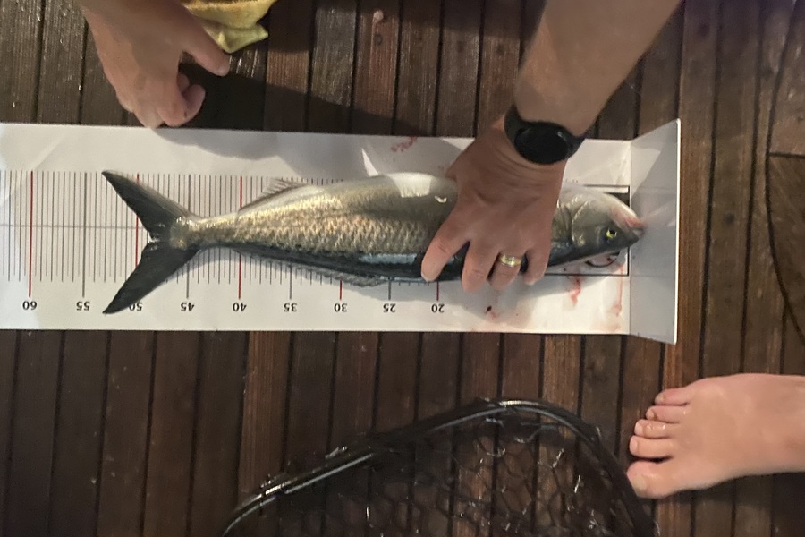 Luke Wilson caught this 48.0cm Kahawai at Northland during The Export NZ Fishing Competition