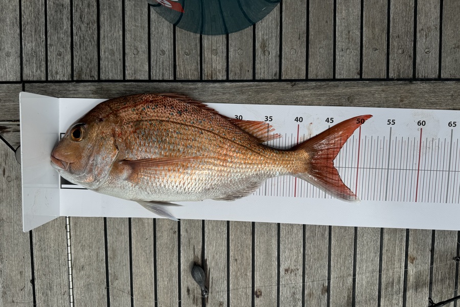Graham Waugh caught this 46.0cm Snapper at Northland during The Export NZ Fishing Competition