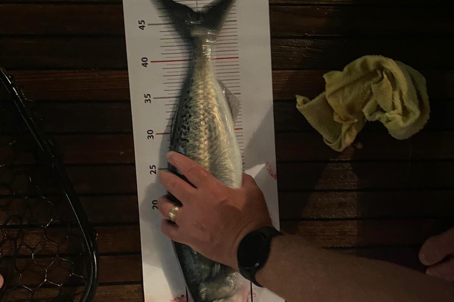 Stuart Wilson caught this 47.0cm Kahawai at Northland during The Export NZ Fishing Competition