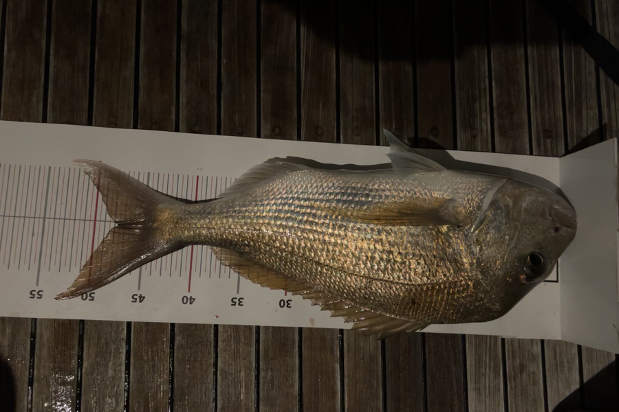 Evan Thomas caught this 47.5cm Snapper at Northland during The Export NZ Fishing Competition